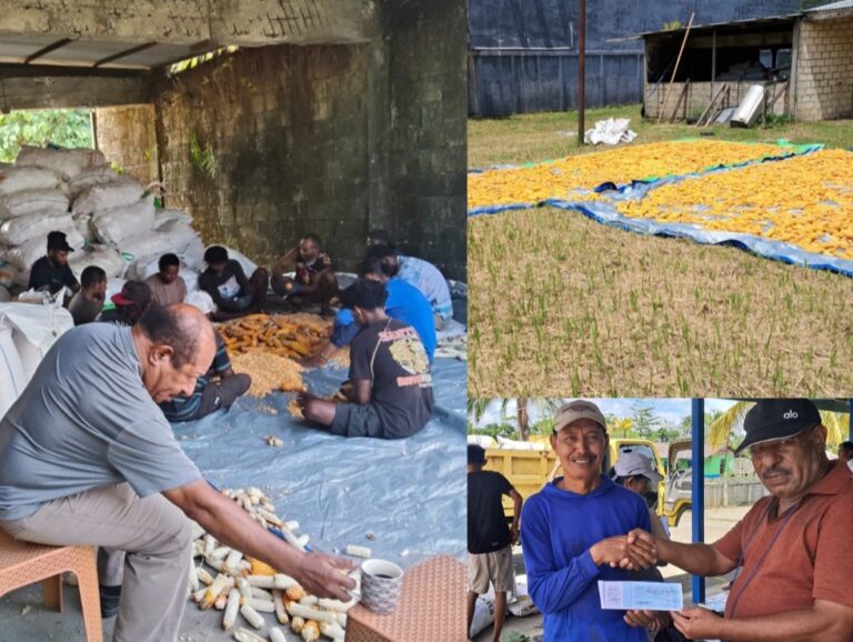Kolaborasi Pertanian Jagung di Yapsi Hasilkan Panen Luar Biasa, Tokoh Masyarakat: Bukti Nyata Dukung 100 Hari Kerja Gubernur Papua