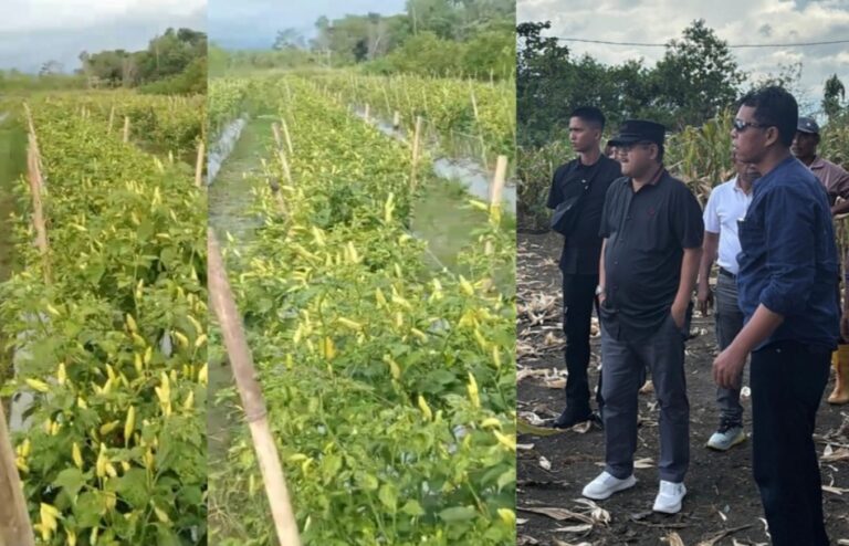 Kajati Papua Tinjau Lahan Pertanian, Soroti Pengendalian Inflasi dari Sektor Pangan